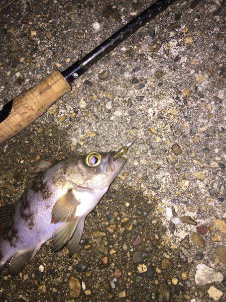 ライトゲーム釣行